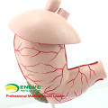 STOMACH04(12537) Human Stomach Model Gastric Disease Model for Medical Science Study